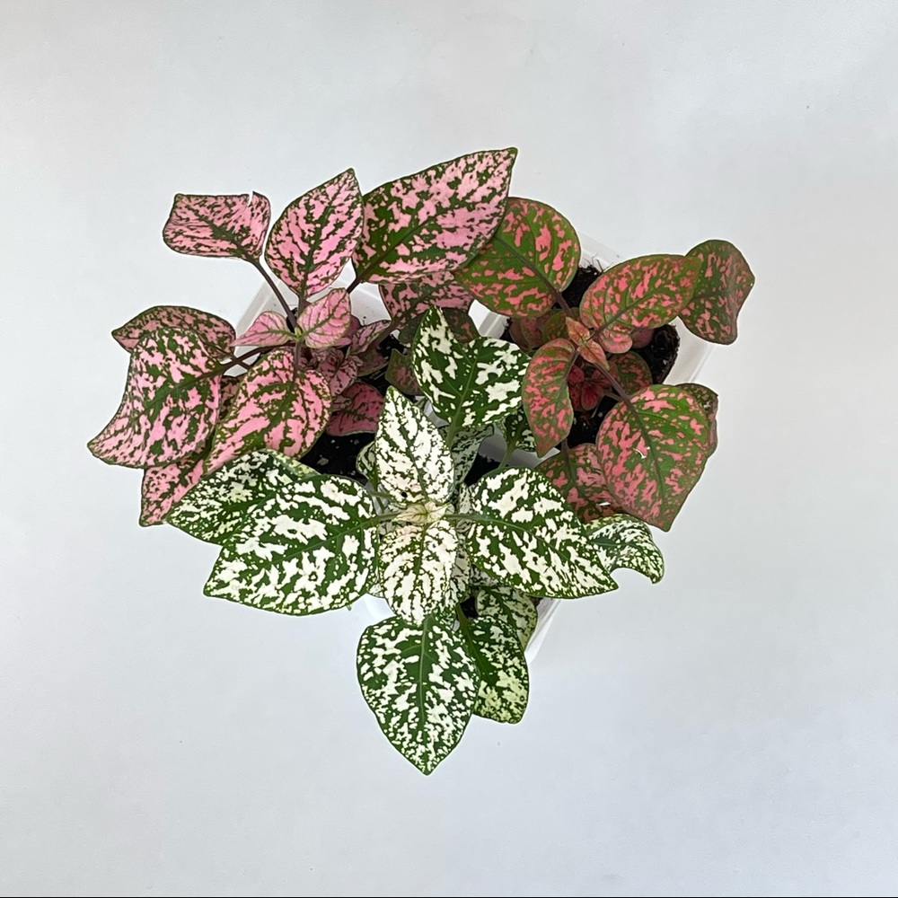 Pink Polka Dot Plant - Picture 3 of 8